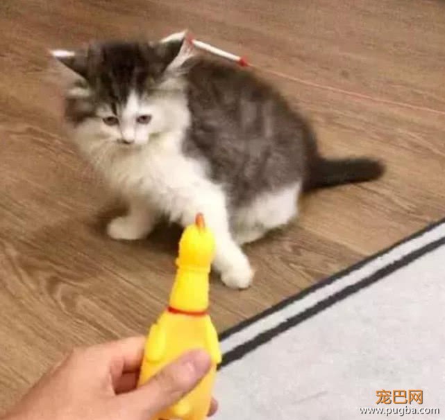 男子给准备领养的小猫买了一个玩具，半小时吓到不敢带回家-2.jpeg