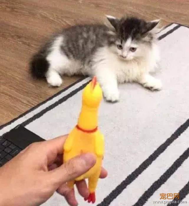 男子给准备领养的小猫买了一个玩具，半小时吓到不敢带回家-1.jpeg