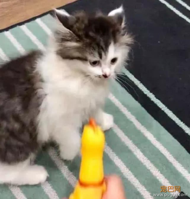男子给准备领养的小猫买了一个玩具，半小时吓到不敢带回家-3.jpeg