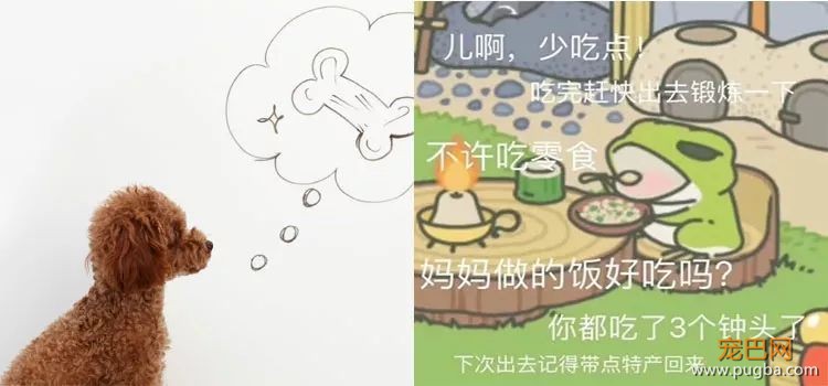 养蛙不如养狗，狗狗教你爱与责任-3.jpeg
