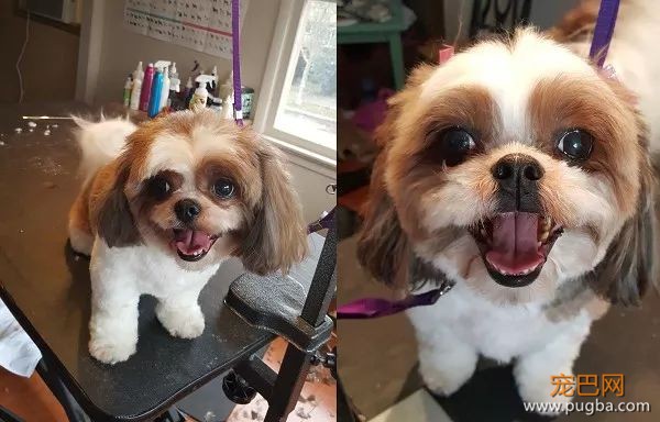 遛弯时偶遇美容师，西施犬满脸惊恐：你怎么在这！-3.jpeg