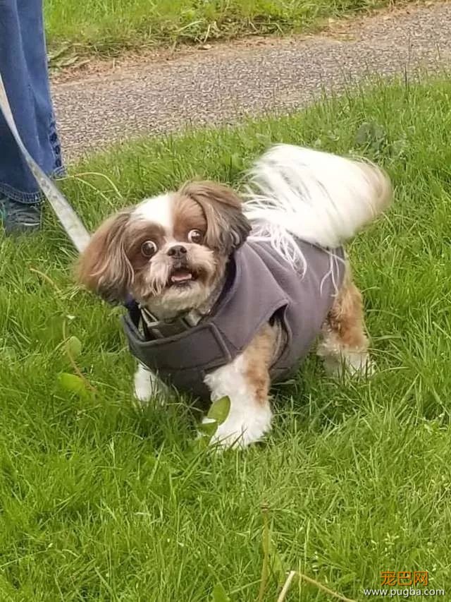 遛弯时偶遇美容师，西施犬满脸惊恐：你怎么在这！-6.jpeg
