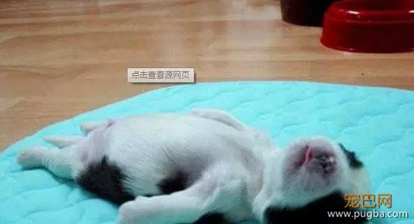 狗狗乱尿究竟是为啥？到底怎么办？-3.jpeg