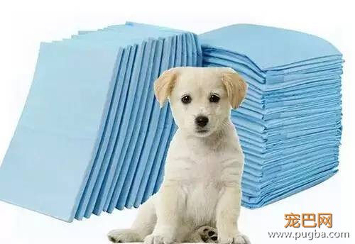 狗狗乱尿究竟是为啥？到底怎么办？-4.jpeg