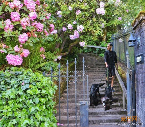 洛杉矶大帅哥沙漠救狗，1年后他们完成了3万英里的旅行-44.jpeg