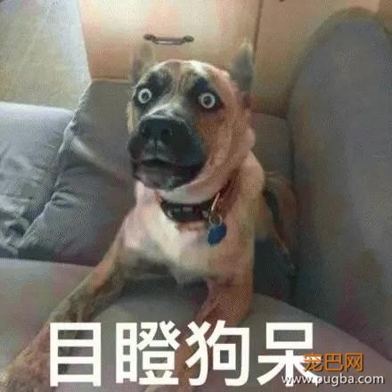 扒一扒，那些奇葩的弃养理由！-26.jpg