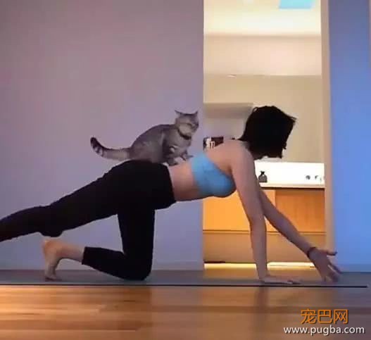 主人练瑜伽猫在一旁这样做，网友：这只猫以后可能会得“颈椎病”-1.jpeg