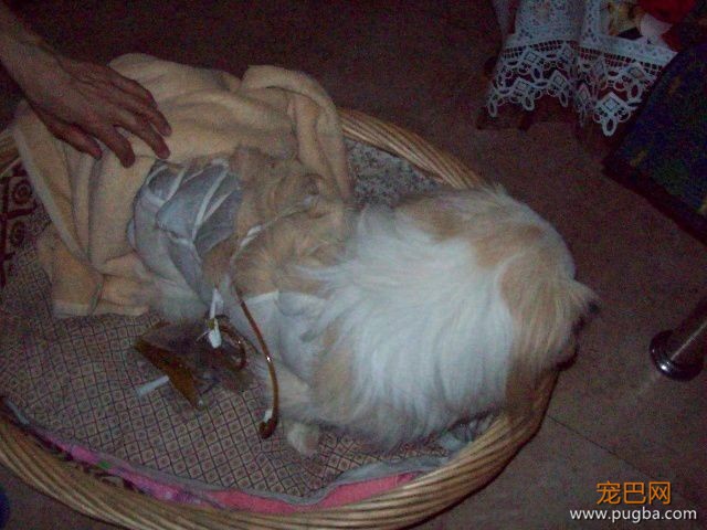 露露最后一颗牙也掉了，但它在我心里没有变丑变老-7.jpeg