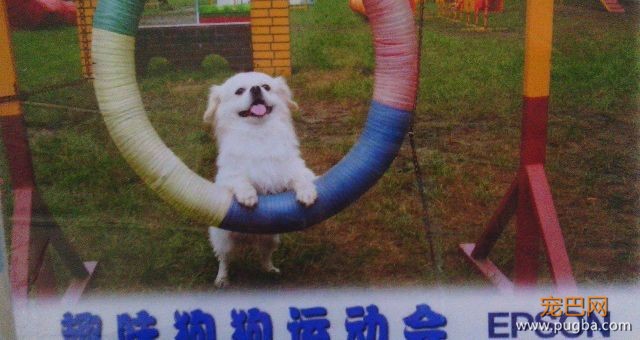 露露最后一颗牙也掉了，但它在我心里没有变丑变老-11.jpeg