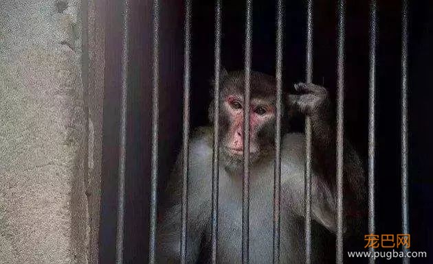 猕猴被逼吸入柴油车尾气，每次试验长达4小时！-10.jpeg