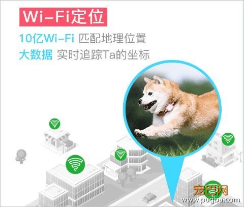 有些狗曾梦想走天涯，后来戴了“小毛球”没去成-10.jpeg