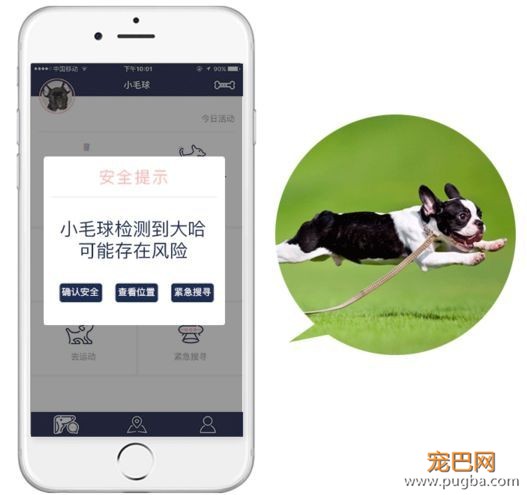 有些狗曾梦想走天涯，后来戴了“小毛球”没去成-9.jpeg
