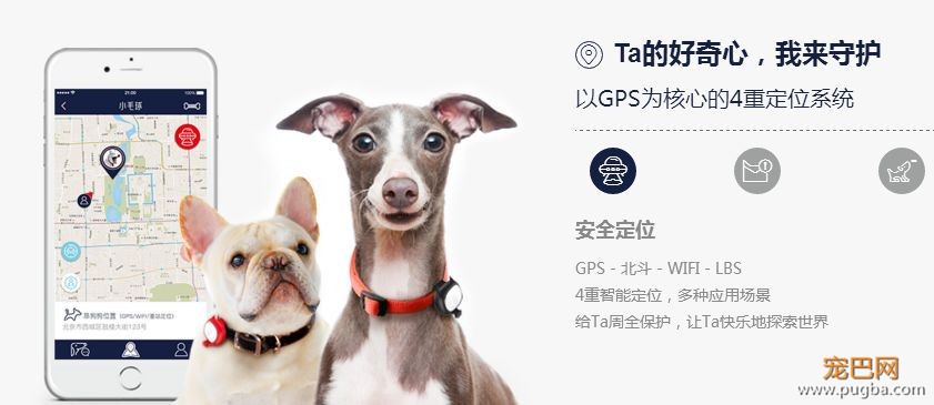 有些狗曾梦想走天涯，后来戴了“小毛球”没去成-8.jpeg