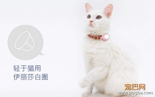 有些狗曾梦想走天涯，后来戴了“小毛球”没去成-19.jpeg