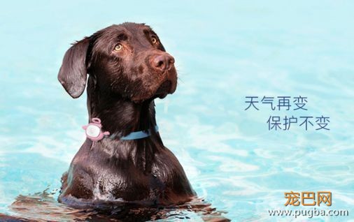有些狗曾梦想走天涯，后来戴了“小毛球”没去成-20.jpeg