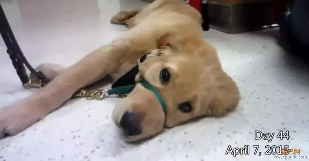 金毛入选导盲犬后患上抑郁症，被基地开除后摇身一变成旅游博主！-8.jpg