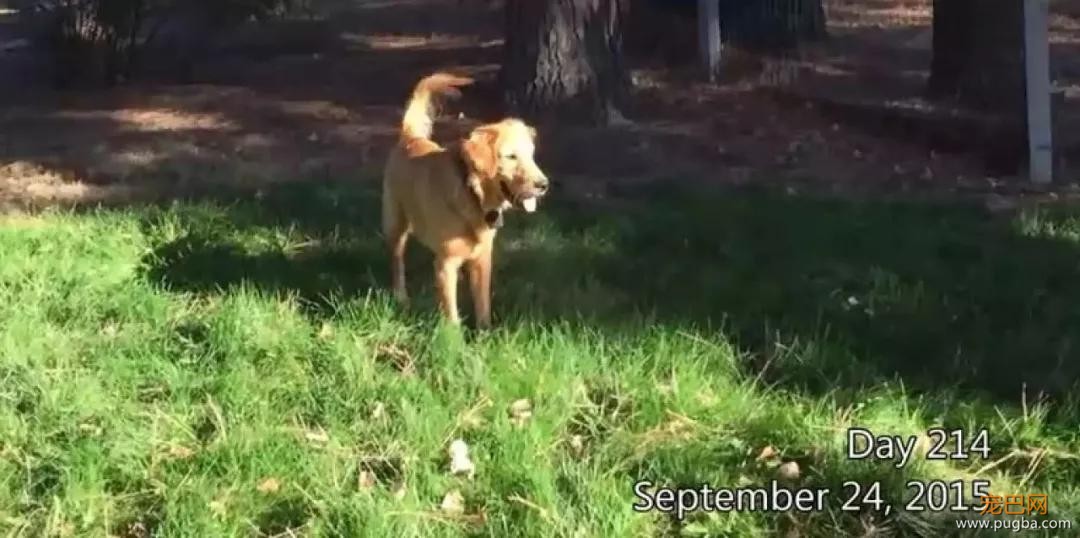 金毛入选导盲犬后患上抑郁症，被基地开除后摇身一变成旅游博主！-10.jpg