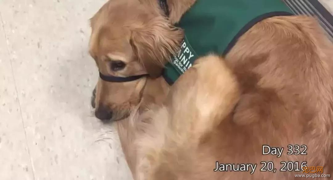 金毛入选导盲犬后患上抑郁症，被基地开除后摇身一变成旅游博主！-14.jpg