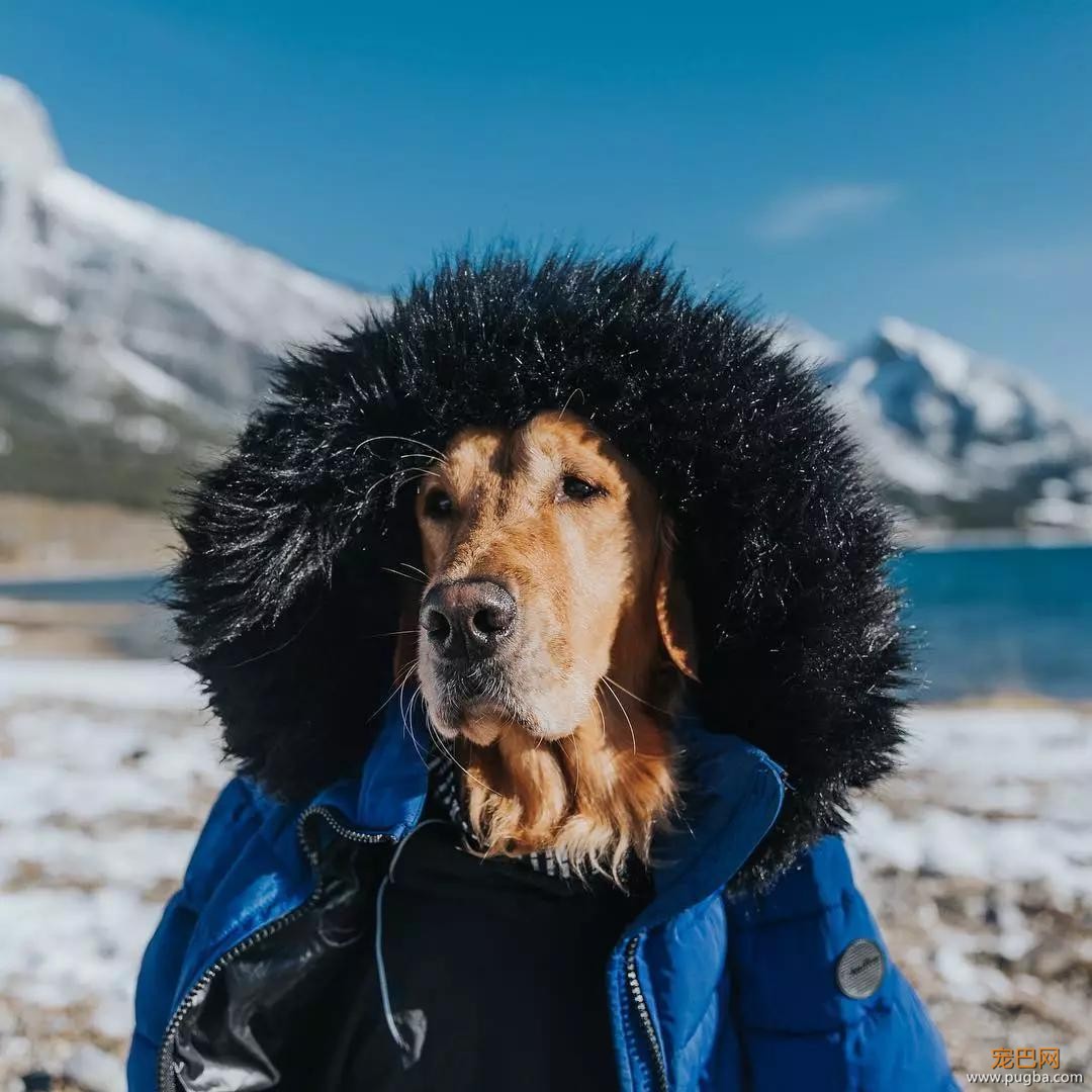 金毛入选导盲犬后患上抑郁症，被基地开除后摇身一变成旅游博主！-19.jpg