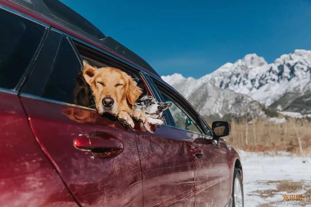 金毛入选导盲犬后患上抑郁症，被基地开除后摇身一变成旅游博主！-20.jpg