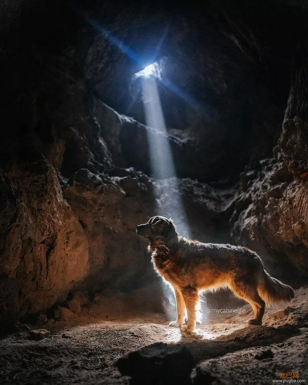 金毛入选导盲犬后患上抑郁症，被基地开除后摇身一变成旅游博主！-23.jpg