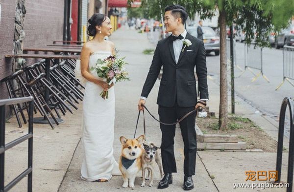 把狗狗的肖像定制在结婚蛋糕上？网友直呼想再结一次婚-3.jpeg