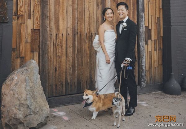 把狗狗的肖像定制在结婚蛋糕上？网友直呼想再结一次婚-4.jpeg