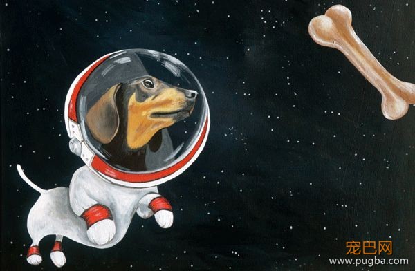 SpaceX把特斯拉送上太空，希望死在银河的小狗莱卡感到安慰-16.jpeg