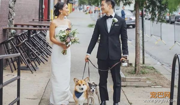 华裔精英虐杀女友宠物，找个爱狗的男友是多么重要！-9.jpeg