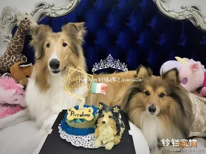 住6星级酒店，上米兰时装周，这两位是狗中贵族吧！-7.jpg