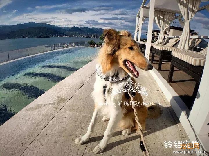 住6星级酒店，上米兰时装周，这两位是狗中贵族吧！-5.jpg