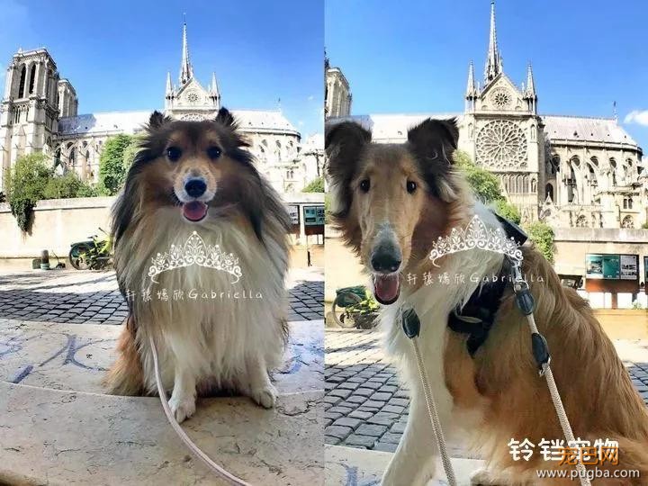 住6星级酒店，上米兰时装周，这两位是狗中贵族吧！-12.jpg