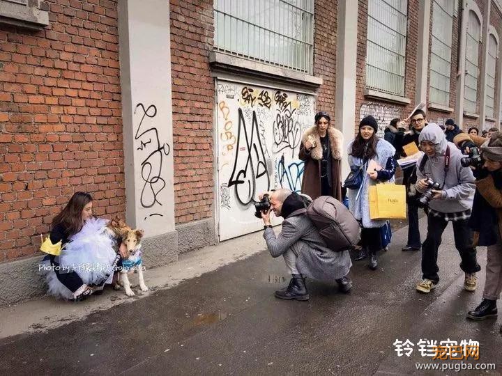 住6星级酒店，上米兰时装周，这两位是狗中贵族吧！-16.jpg