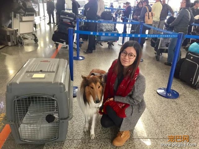 上海至西雅图，一条狗飞10000公里需要经历什么-10.jpeg
