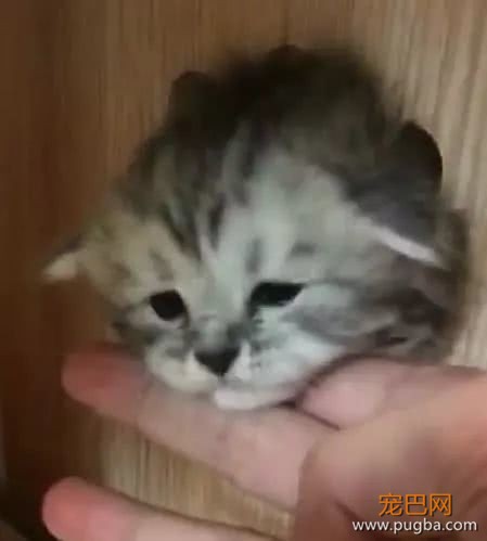回到家看到小奶猫少一只，主人慌忙寻找，没想到在这发现了它-3.jpeg