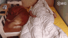 养了一只“和女朋友同款睡姿”的狗是怎样的体验？-4.gif