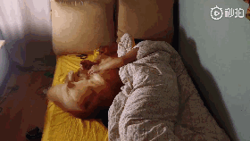 养了一只“和女朋友同款睡姿”的狗是怎样的体验？-3.gif