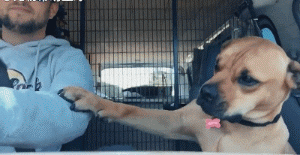 养了一只“和女朋友同款睡姿”的狗是怎样的体验？-11.gif