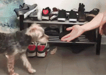 养了一只“和女朋友同款睡姿”的狗是怎样的体验？-15.gif