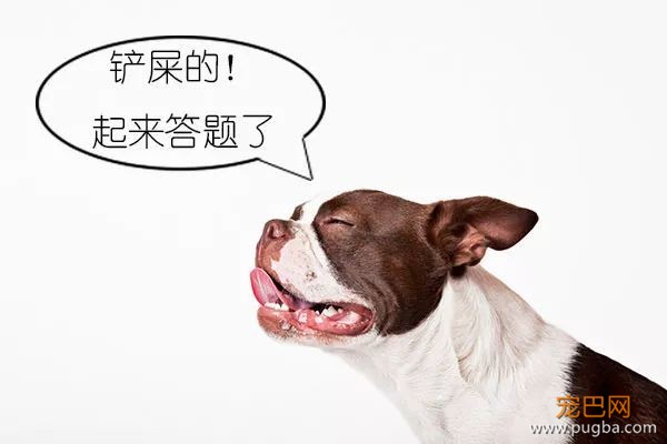 铲屎界冲顶大会，一起瓜分100万！-4.jpeg