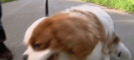 畸形变态的审美害了狗狗，我们欠它们的太多-6.gif