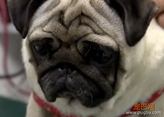 畸形变态的审美害了狗狗，我们欠它们的太多-15.jpeg