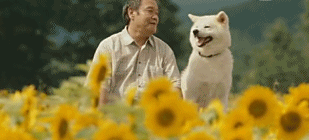 畸形变态的审美害了狗狗，我们欠它们的太多-23.gif