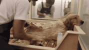 夏天养狗雷区，你中了几条？-2.gif