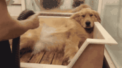 夏天养狗雷区，你中了几条？-3.gif