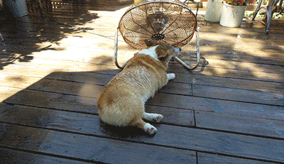 夏天养狗雷区，你中了几条？-5.gif