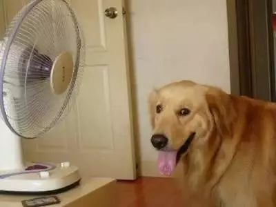 夏天养狗雷区，你中了几条？-4.jpeg