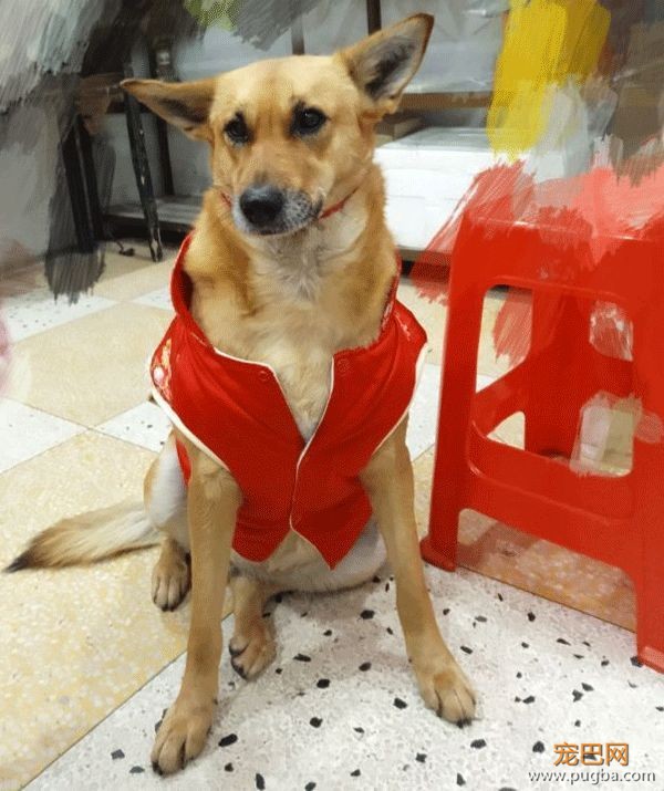 狗是怎么过狗年的？了解一下-4.jpeg
