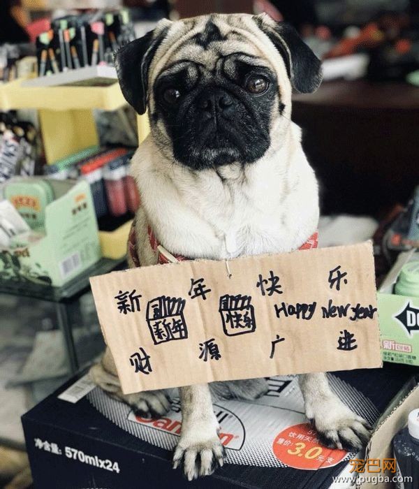 狗是怎么过狗年的？了解一下-6.jpeg