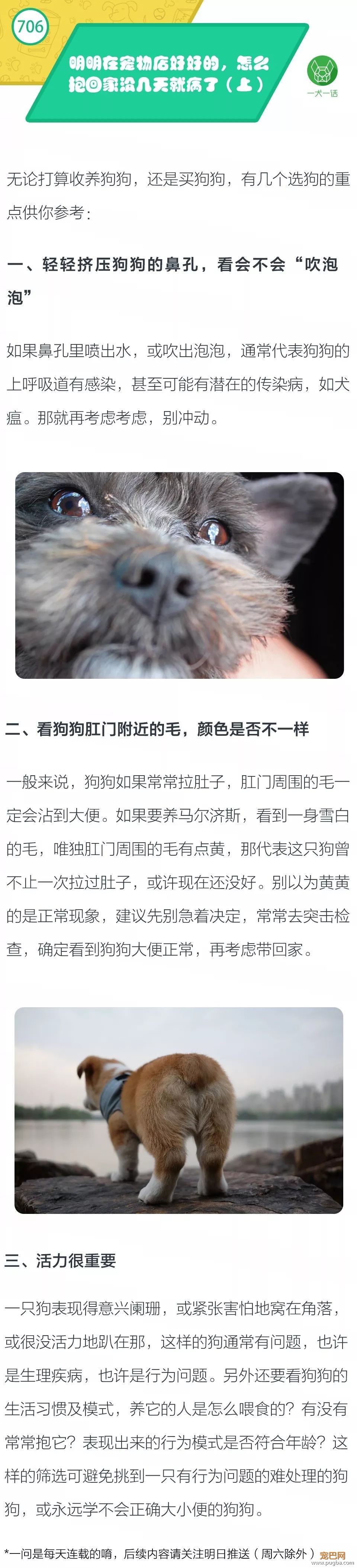 明明在宠物店好好的，怎么抱回家没几天就病了？（上）-1.jpeg